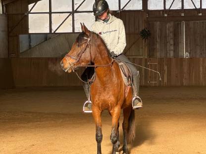 Bild 3:BDH Silas ibn Sauda Zahra - Partbred Araber