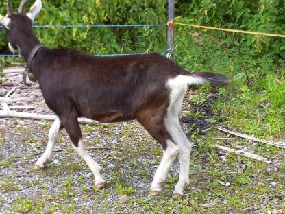 Bild 4:Verkaufe junge Bündner Strahlenziege