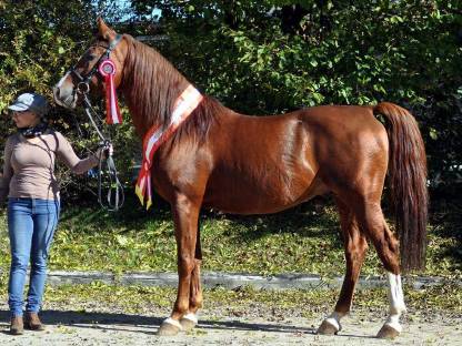 Bild 5:Bastello - fuchsfarbener Hengst mit guten Grundgangarten