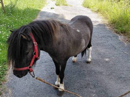 Bild 3:Pony-Hengste