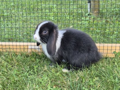 NHD Zwergwidder Kaninchen Babys
