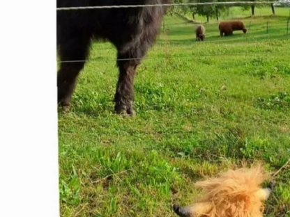 Schwarze Hochlandrind-Kuh mit Stierkalb zu verkaufen
