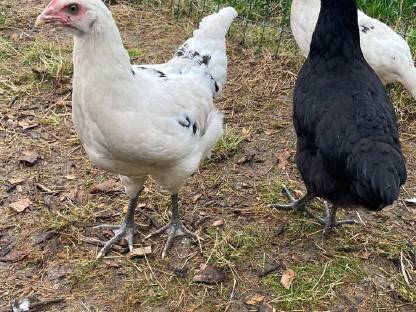 Bild 7:Rasse-Mix Junghennen