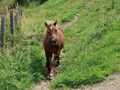 Bild 2:Ponyhengst