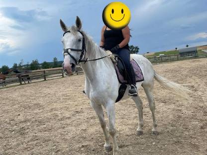 Verkaufe ungarischen Warmblut Wallach (ungar. Sportpferd)