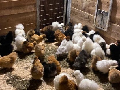 Bild 7:Zwerg Lachshühner, Zwerg Bielefelder, Zwerg Cochin, Seramas