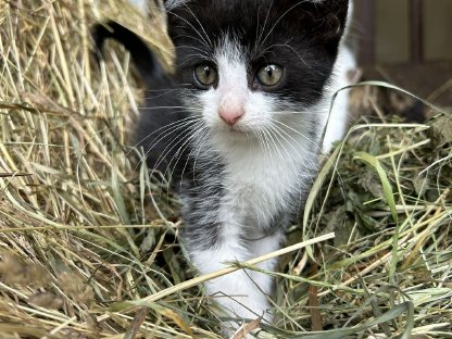 Bild 4:Bauernhof - Katzen