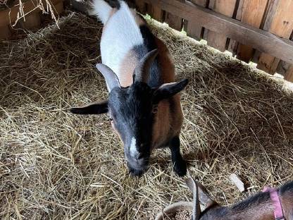 Zwergziege Bella + kastrierter Zwergziegenbock Moritz