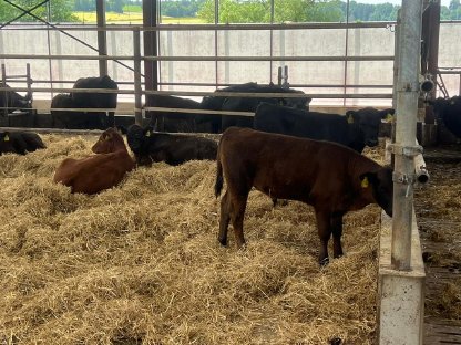 Bild 3:Angus Mutterkühe mit Kalb bei Fuß zu verkaufen