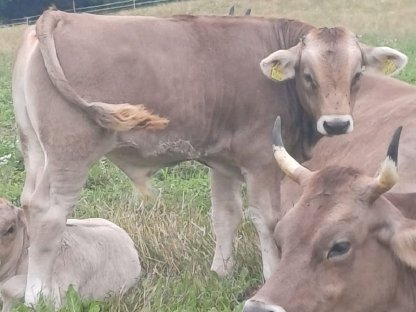 Bild 3:Verkaufe Bio-Zuchtstier Original Braunvieh