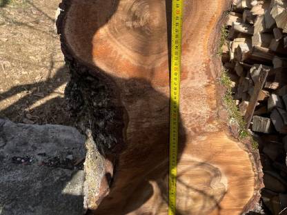 Bild 5:Nussbaumstamm