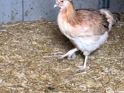 Bild 2:Sulmtaler Hühner