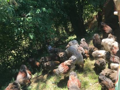 Bild 2:Brahma Hennen