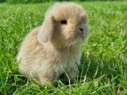 Bild 9:Zwerghase Minilop Schlappohren Hängeohren