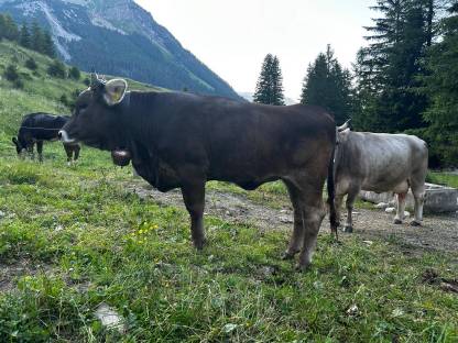 Original Braunvieh Kalbin