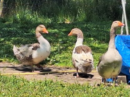 Bild 3:Verkaufe Sachsenenten und Pommerngänse