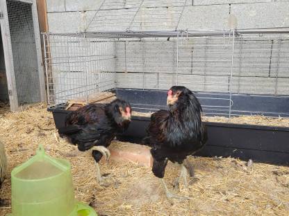 Bild 3:Araucana Junghähne