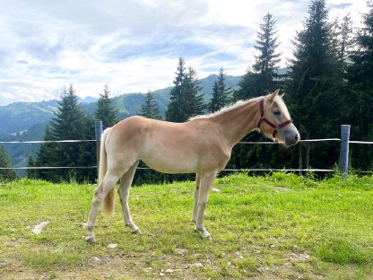 Haflinger Jährlingsstute Vanelia