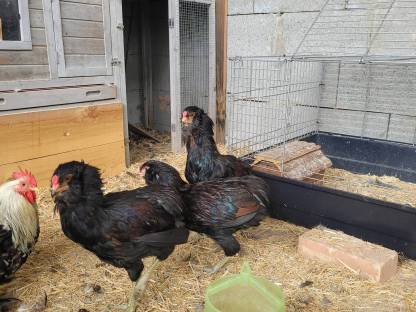 Araucana Junghähne