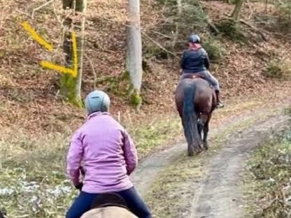 Bild 4:Reitpony Wallach, 130 cm, 300 kg