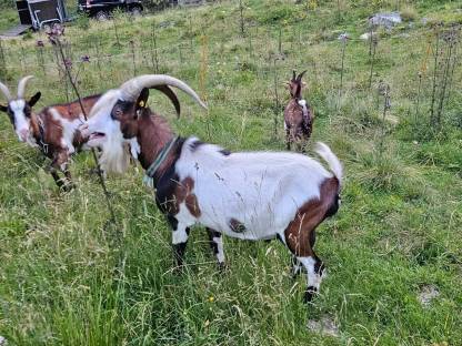 Tauernscheckenbock