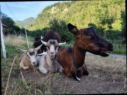 Bild 3:Zahmer junger Ziegenbock