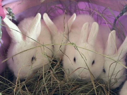 Bild 6:Zwergkaninchen, Hermelinkaninchen