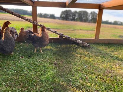 Bielefelder Kennhuhn