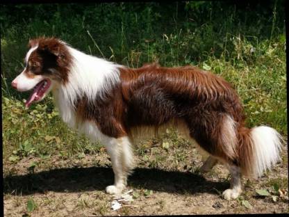 Border Collie, Edce Papiere