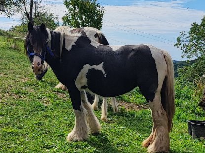 Bild 5:Tinker-Stute mit Fohlen