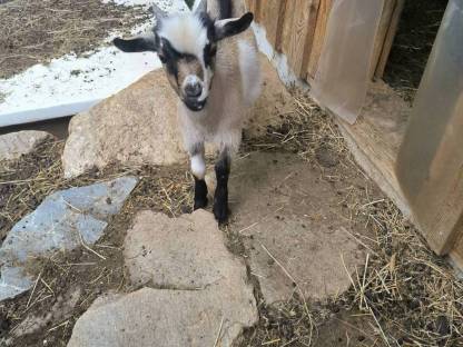 Mini-Zwergziegenbock