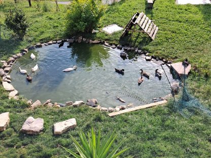 Bild 4:Enten zu verkaufen