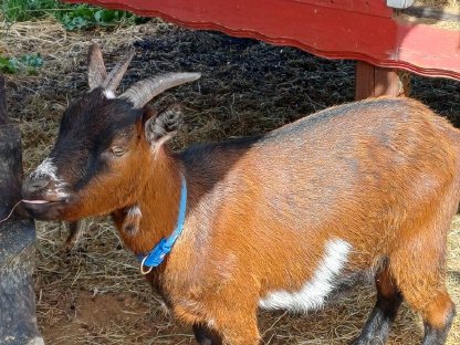 Bild 3:3 Zwergziegen