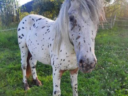 Hübscher Tiger Pony