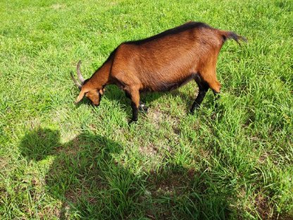 Bild 3:2 Pinzgauer Ziegen