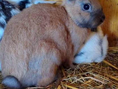 Bild 5:Hasen Satin und Löwenkopf