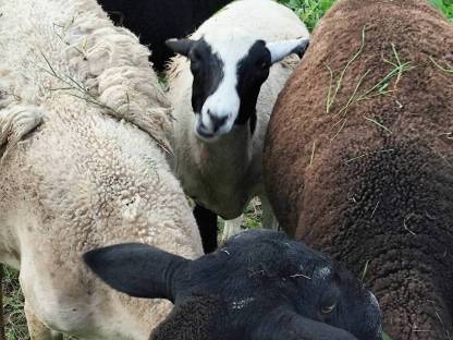 Bild 5:Lämmer 5 Stk.