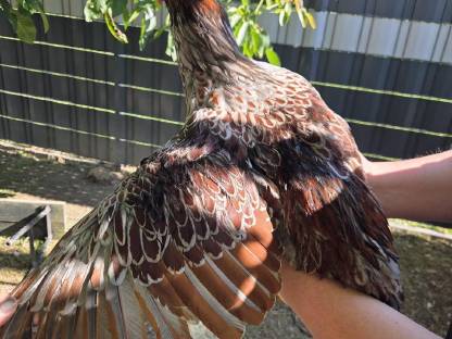 Bild 3:Wyandotten Junghähne