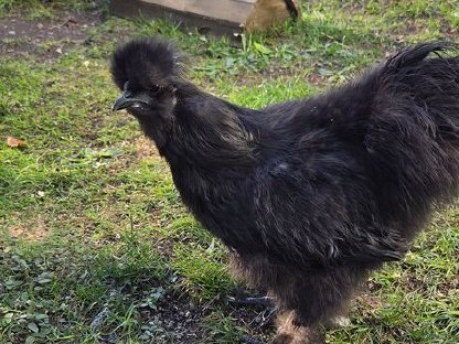 Bild 4:Seidenhühner