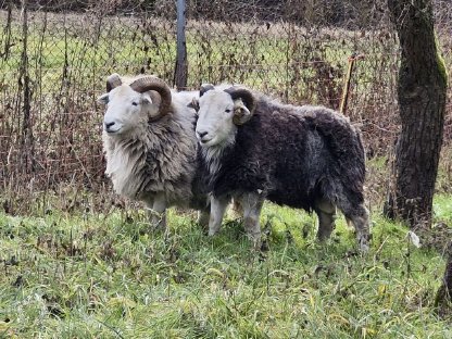 Bild 7:Reinrassige Herdwick Schafe zu verkaufen