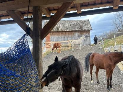 Bild 9:Vergeben Einstellplatz für 2 Pferde