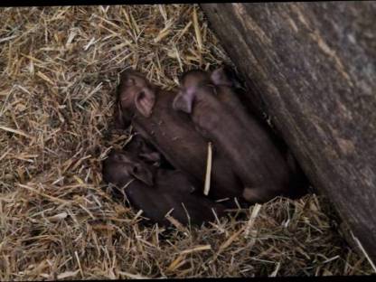 Duroc Ferkel