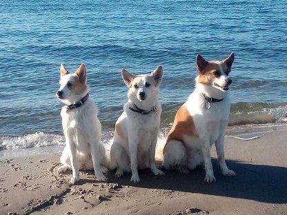 Bild 2:Wurfplanung Norrbottenspitz 2026 - Preis auf Anfrage