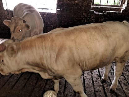 Bild 3:Blau-weißer Belgier