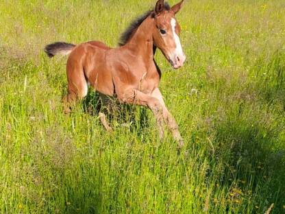 Bild 4:Quarter/Paint Horse und Mix Fohlen