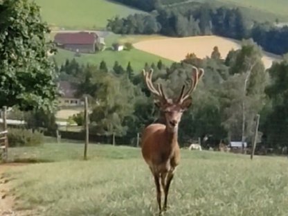 Rothirsch für Zucht