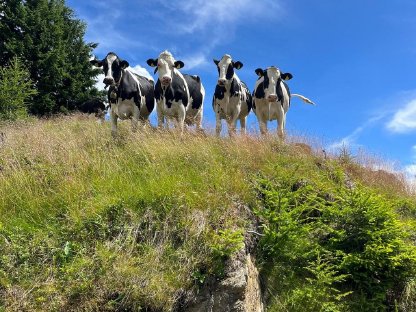 Holstein Kühe