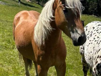 Bild 2:Haflinger Hengst