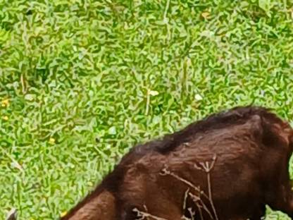 Bild 7:Tauernschecken Bockkitze