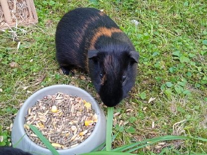Meerschweinchen Männchen